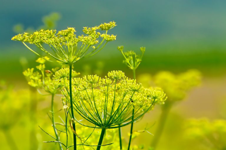 Fenouil et ses graines: bienfaits, méfaits, posologie, vertus et effets  secondaires