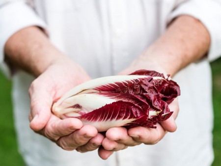 The properties and benefits of radicchio